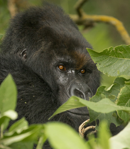 gorilla